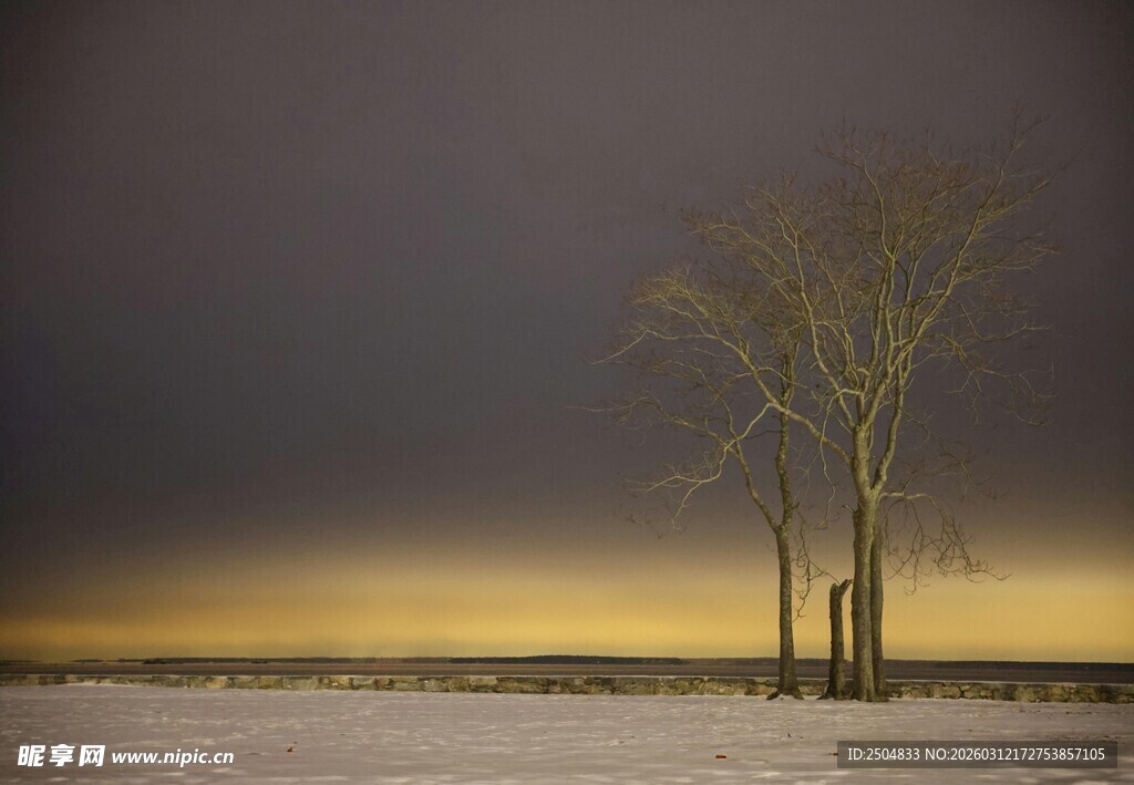 冬日孤树 天地间的寂寥