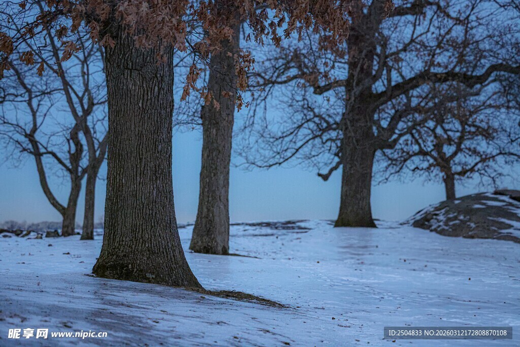 冬日雪林静谧景象