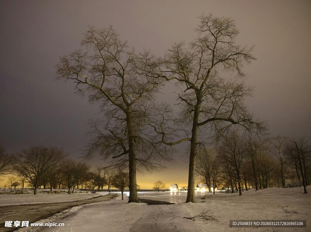 冬夜雪景中的树木景观