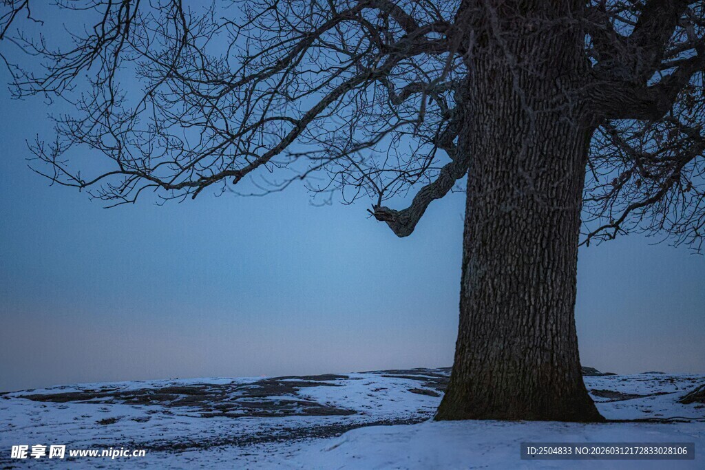 雪野中孤独的老树