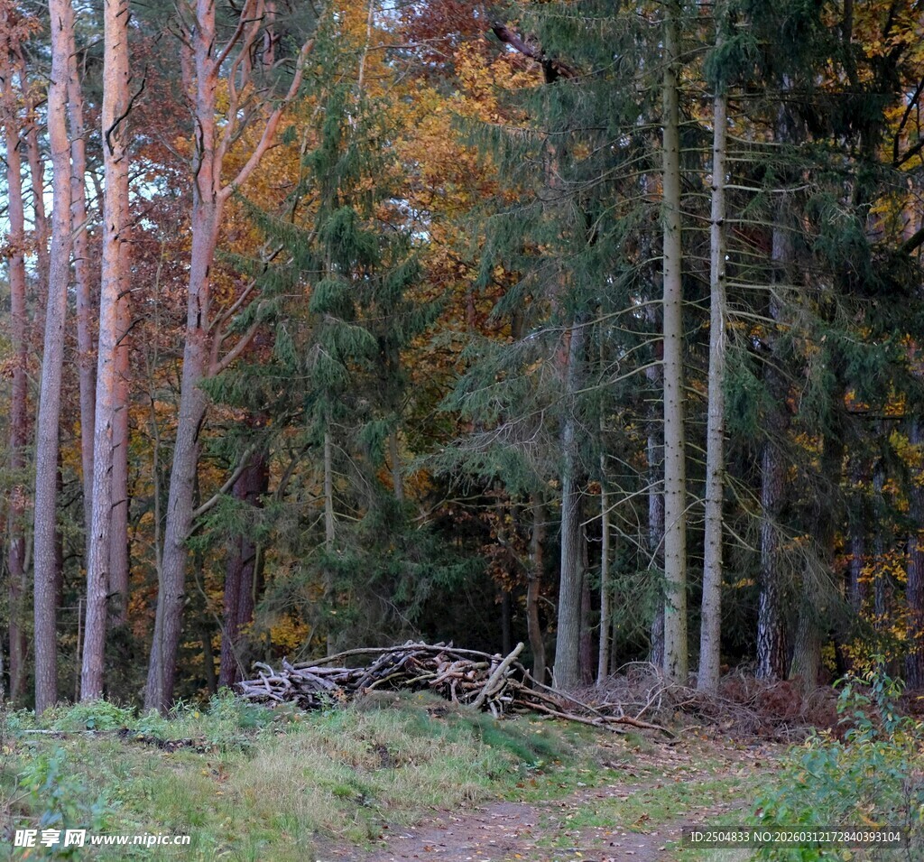 秋日森林中的静谧小径