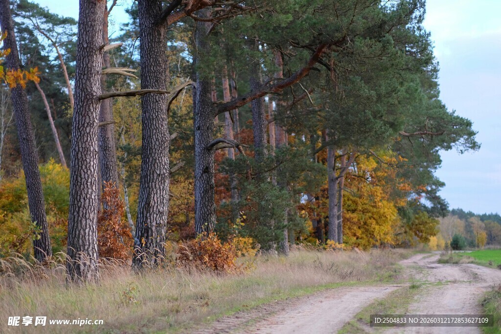 秋日林间土路风景
