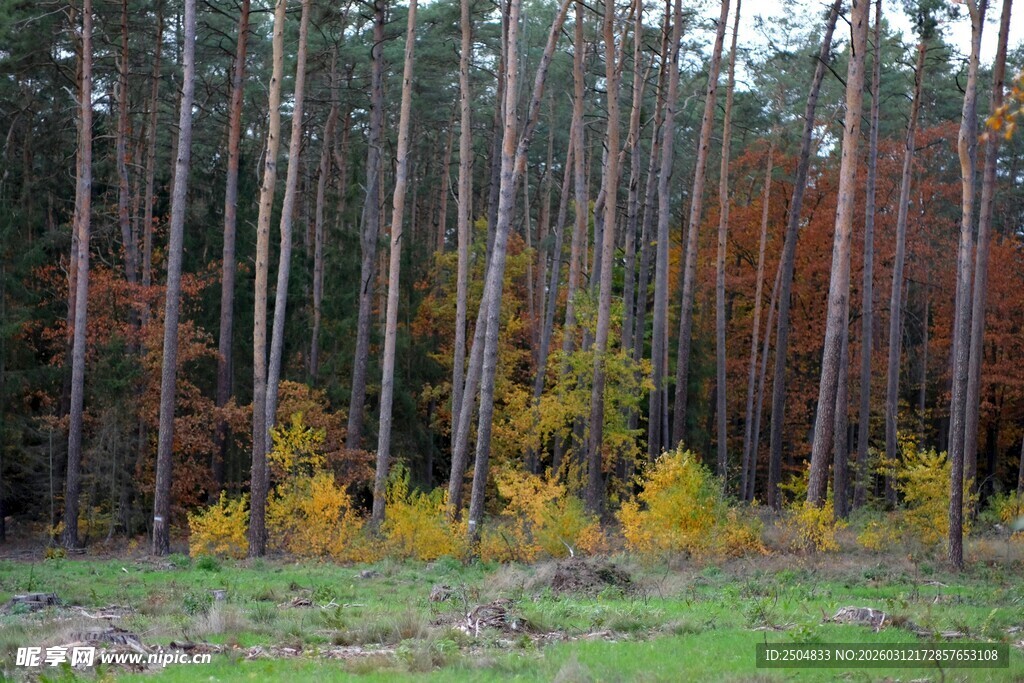 秋日森林中的多彩树木