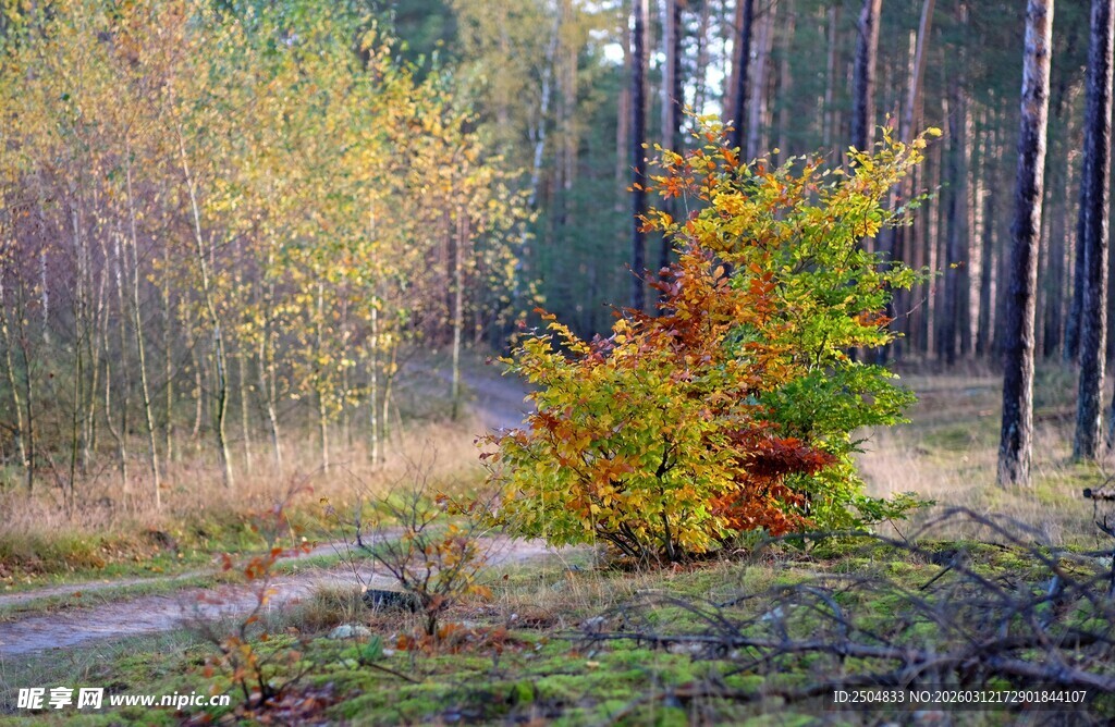 秋日林间斑斓树木景致