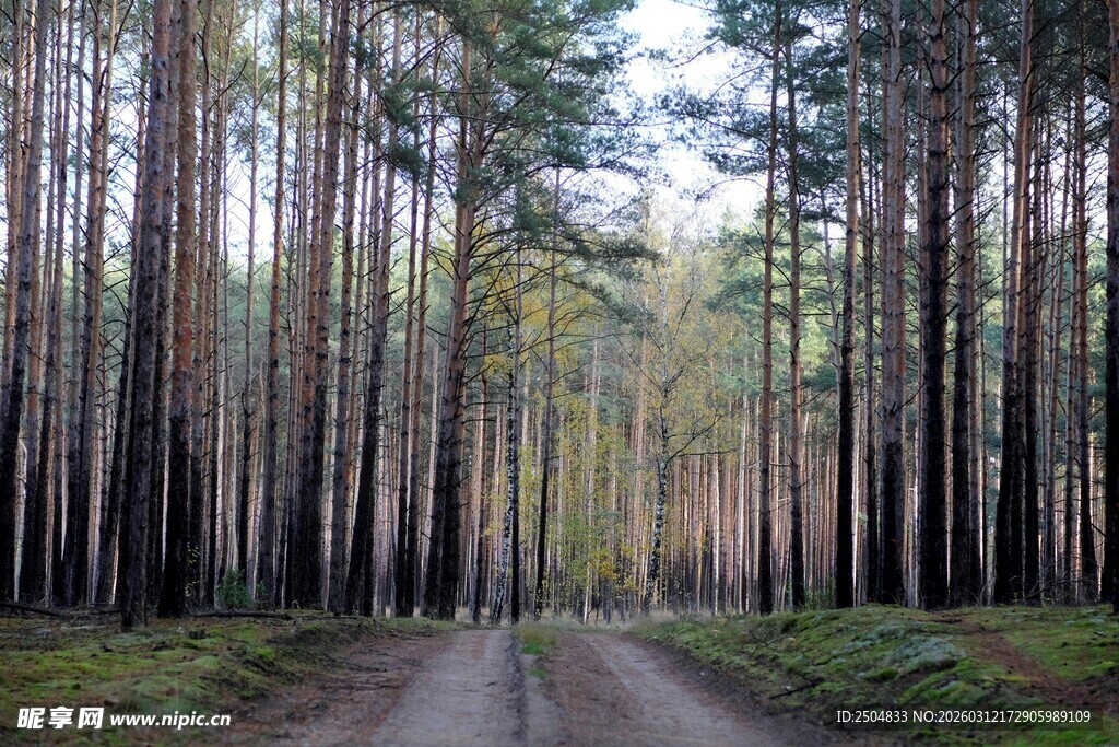 林间幽静土路 自然景致