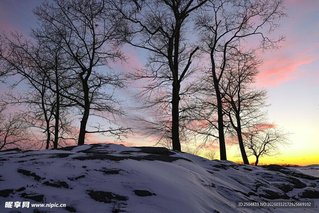 雪野暮色中的萧瑟树木