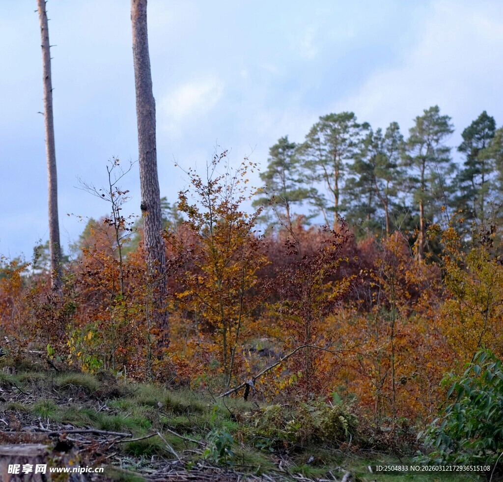 秋日山林斑斓景致