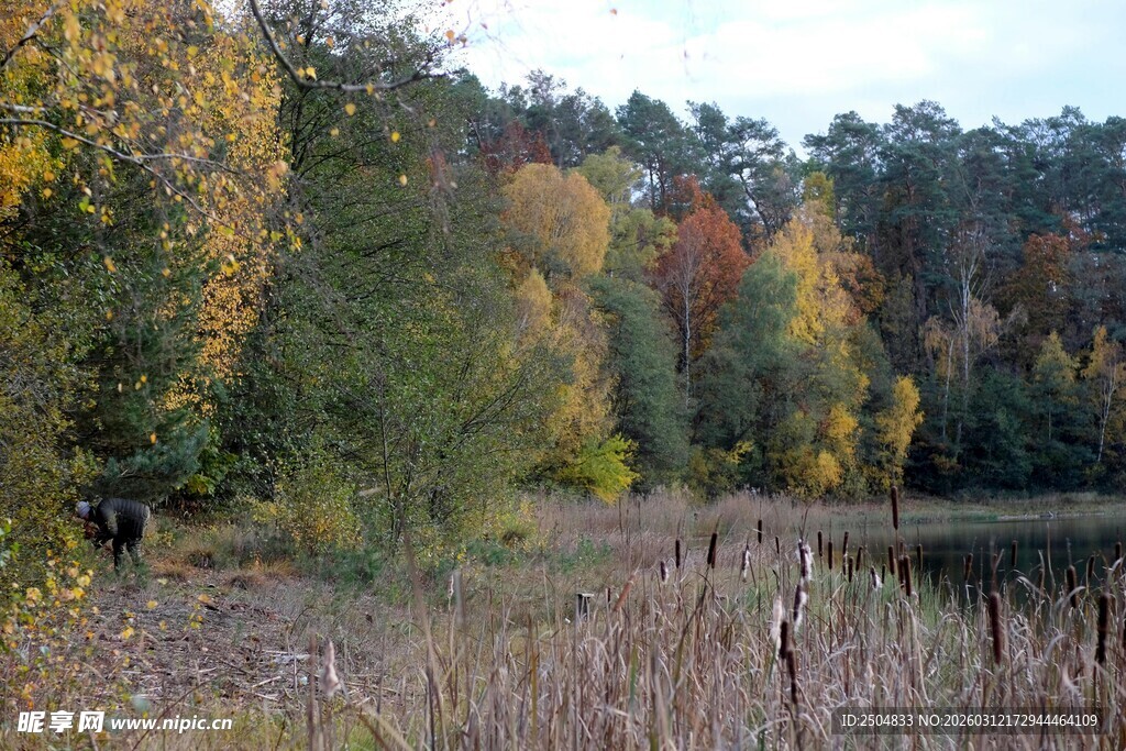 秋日湖畔多彩树林景观