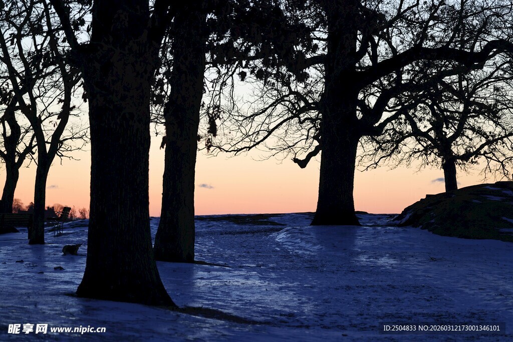冬日雪林暮色