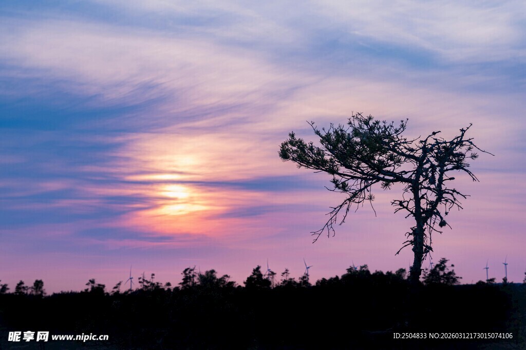 夕阳下的孤树美景