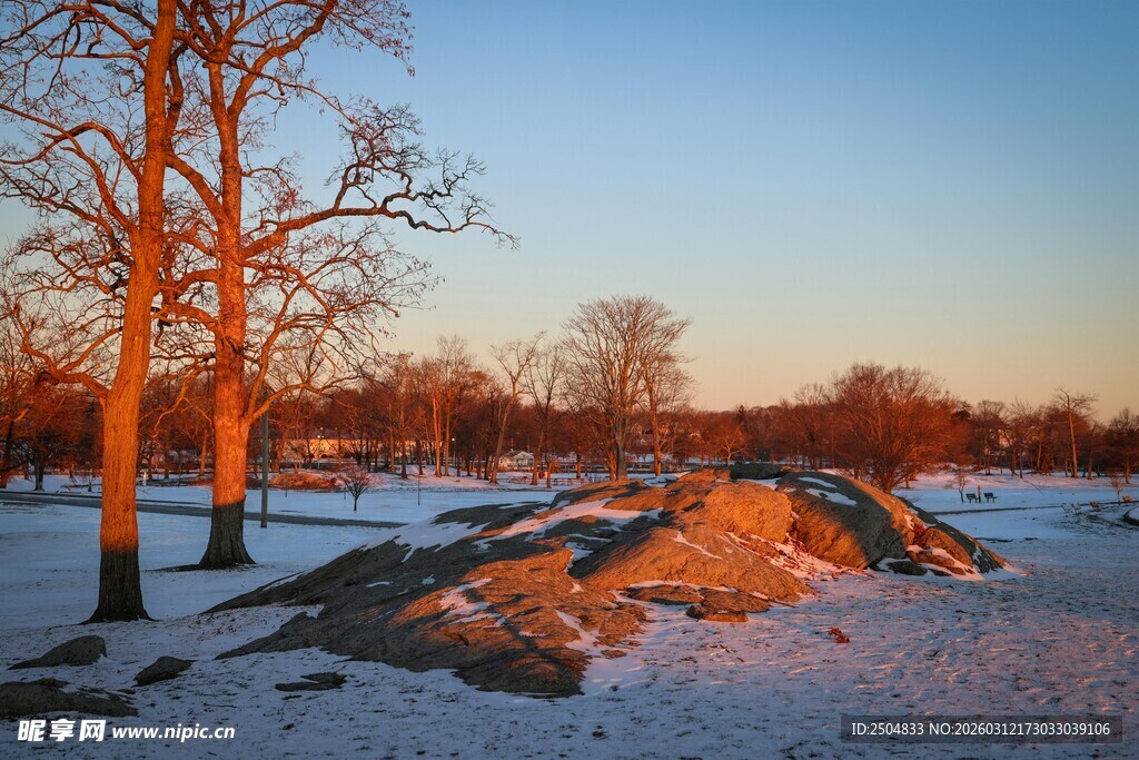 冬日黄昏下的雪地树木景观