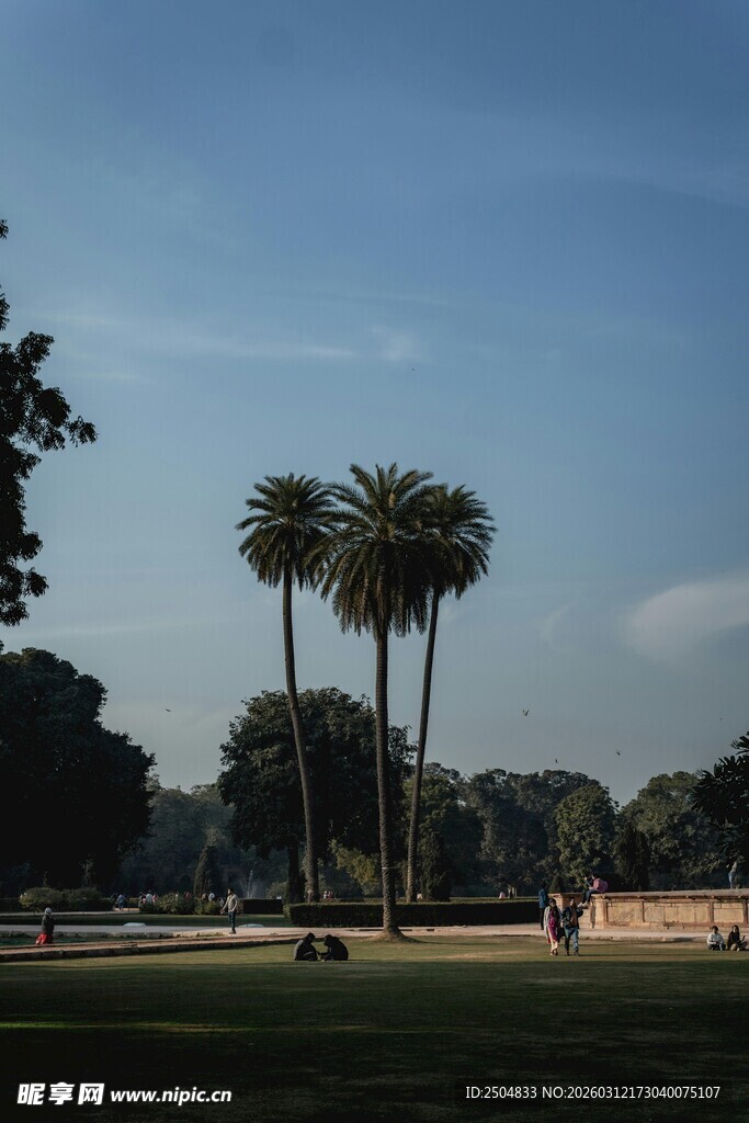公园中的高大棕榈树景观