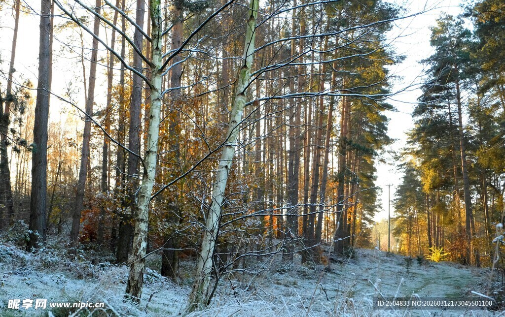 冬日林间雪景