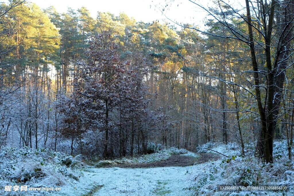 冬日雪覆森林静谧景象