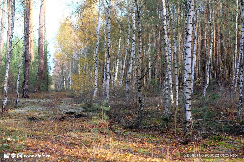 秋日白桦林风景