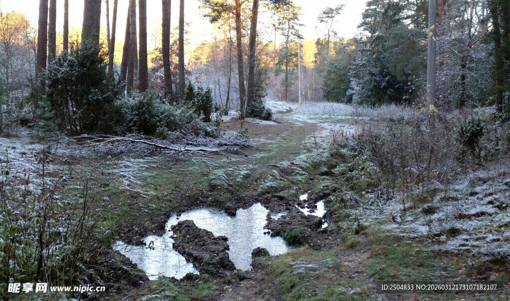 冬日林间积水景象
