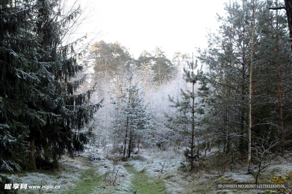 冬日雪覆林间小道