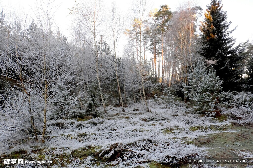 冬日银装素裹的森林景象