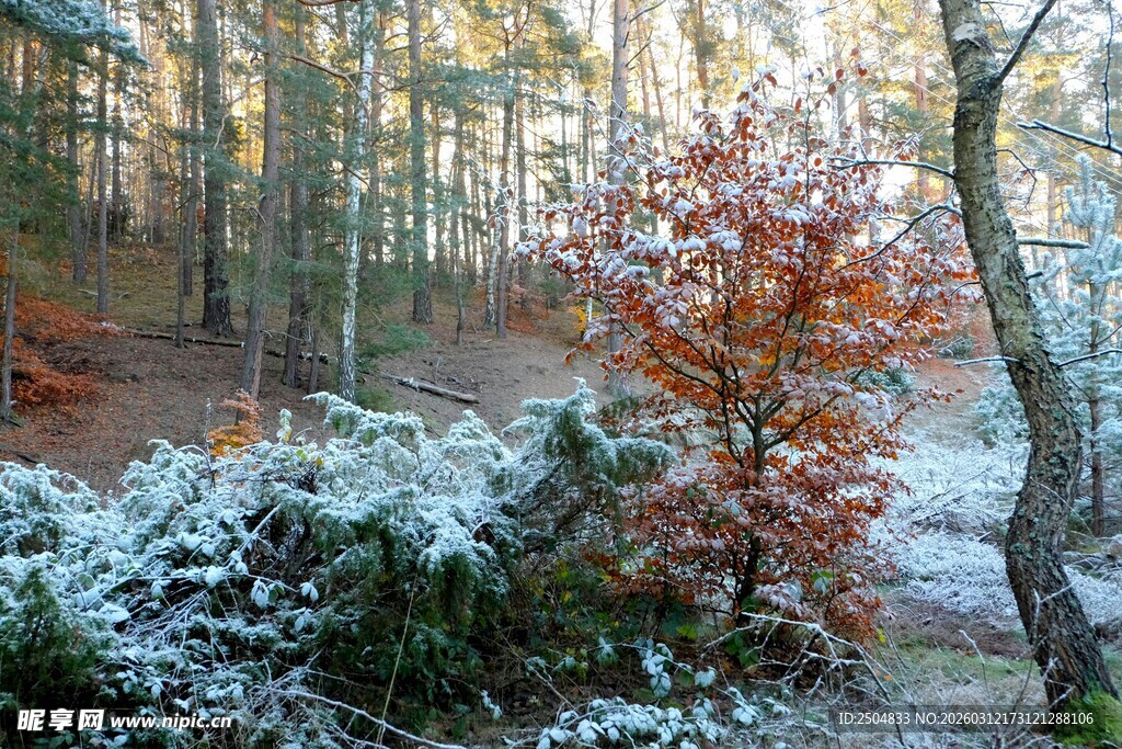 秋冬交替的林间雪景