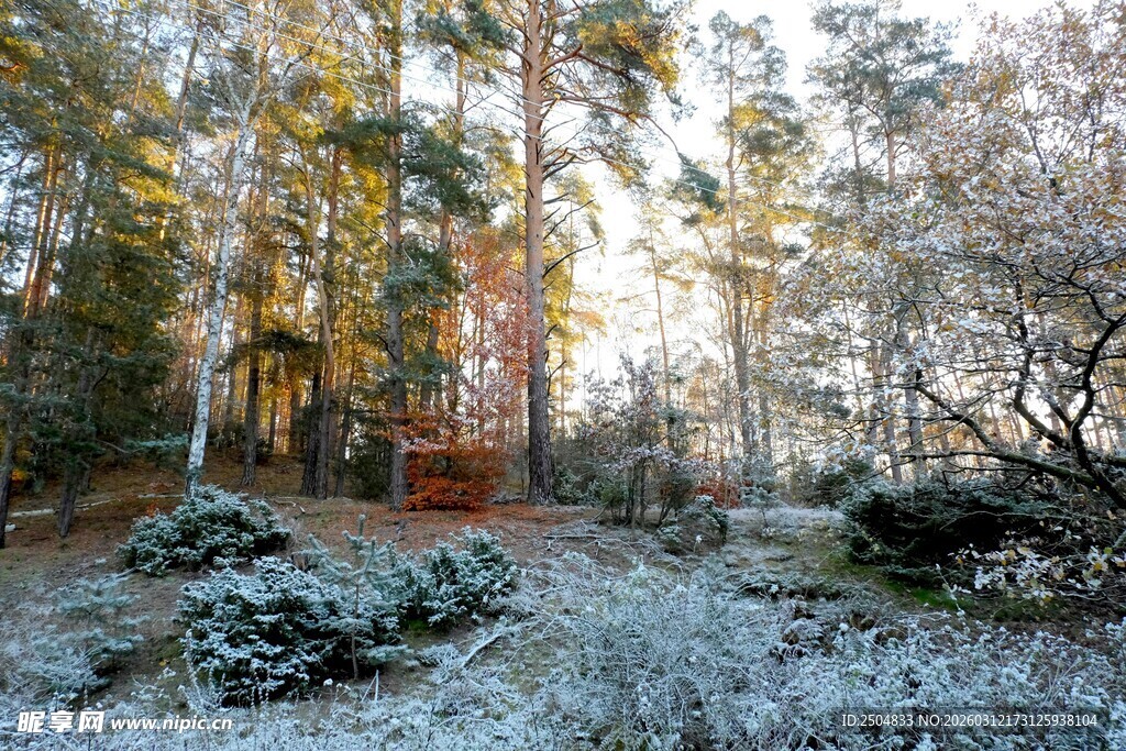 冬日森林雪景静谧之景