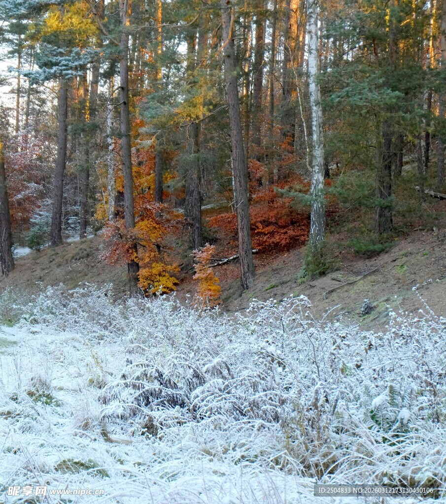 秋林覆雪美景