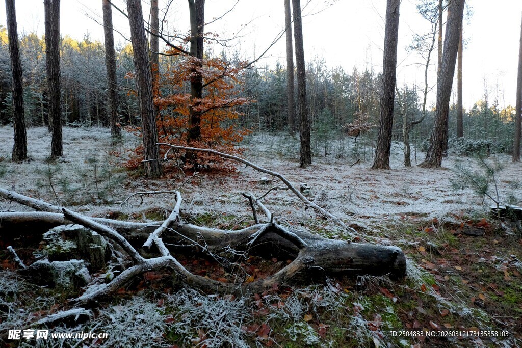 冬日森林中的枯树与残枝