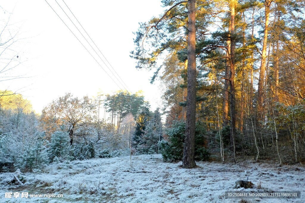 冬日雪覆森林美景
