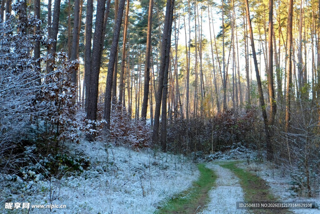冬日林间雪覆小径美景