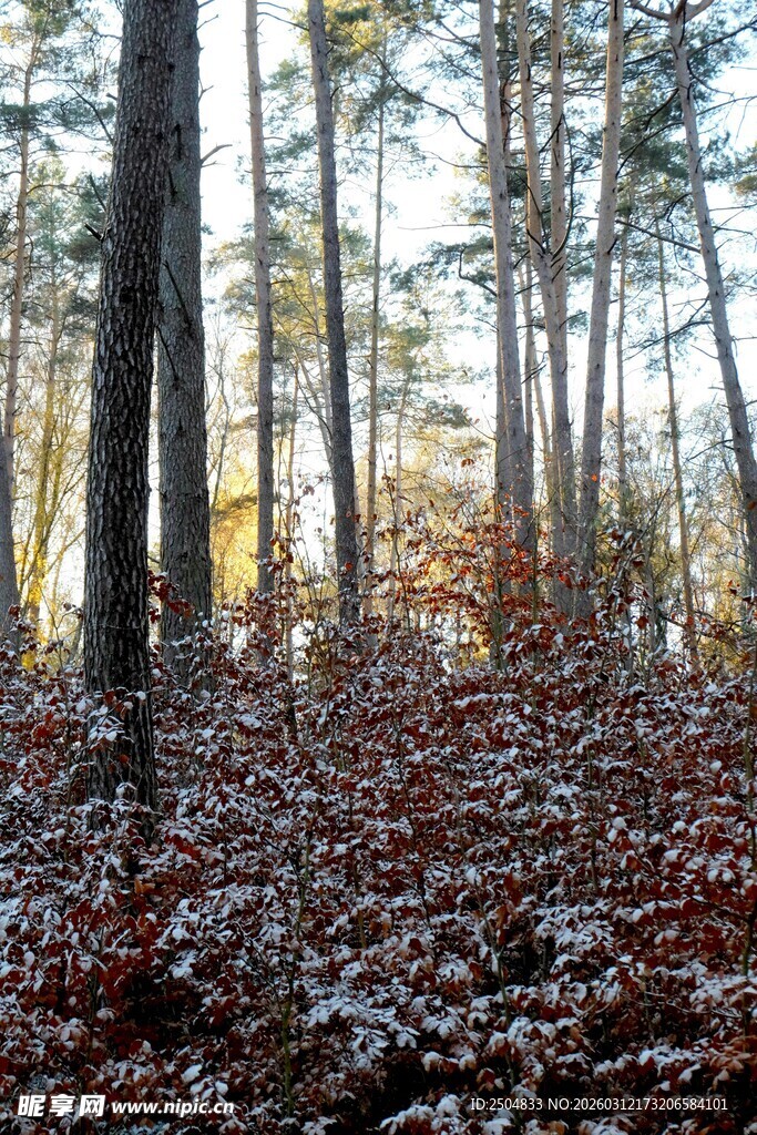 秋日森林落叶景观图