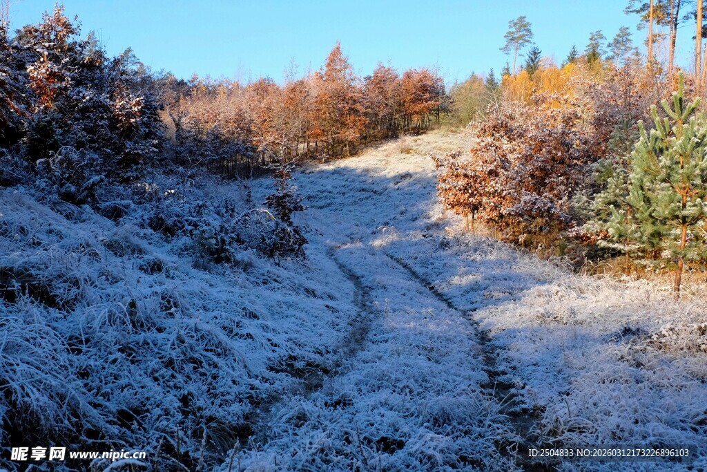 雪覆林间小道秋景