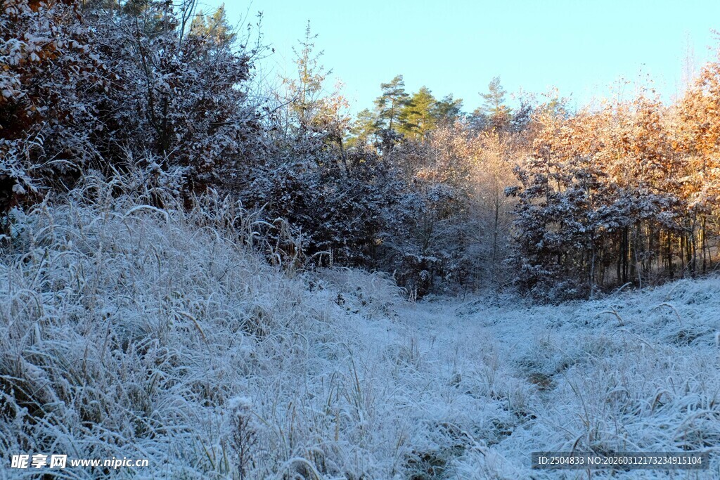 冬日雪覆林间小道