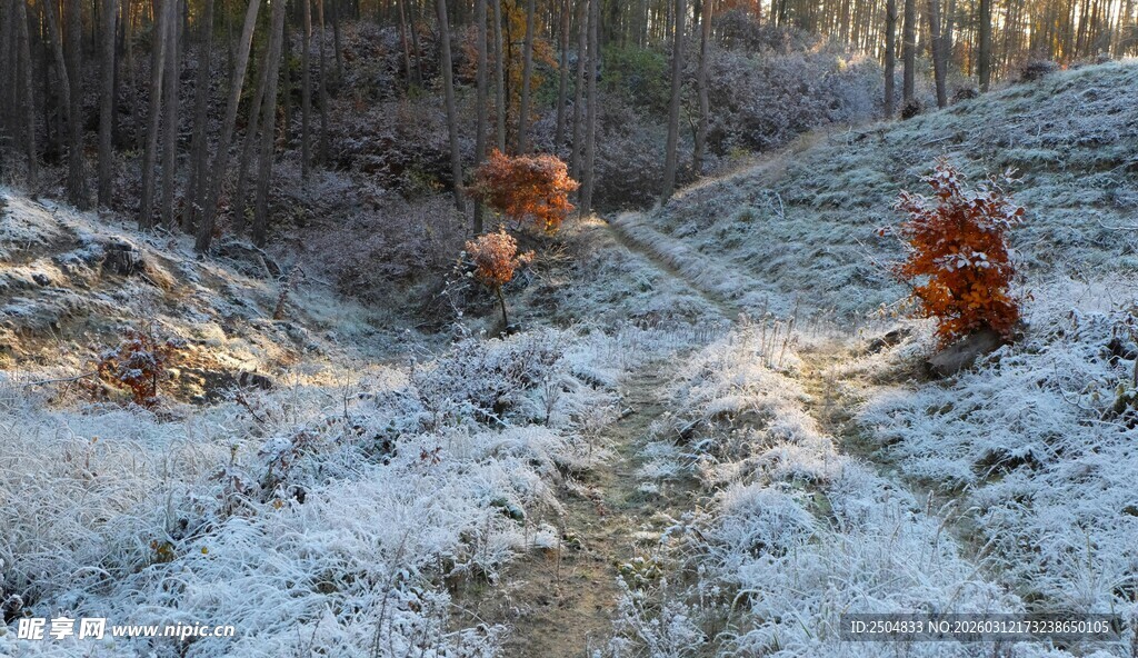 冬日雪覆林间小径