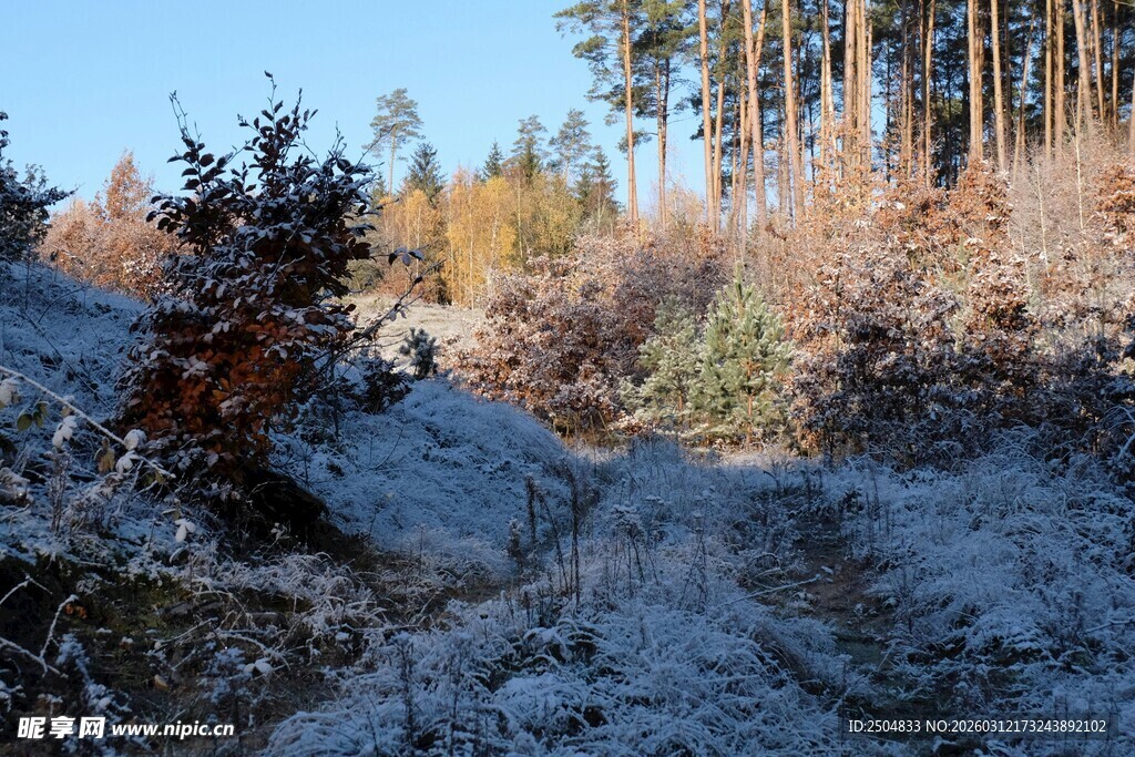 冬日林间覆雪景致