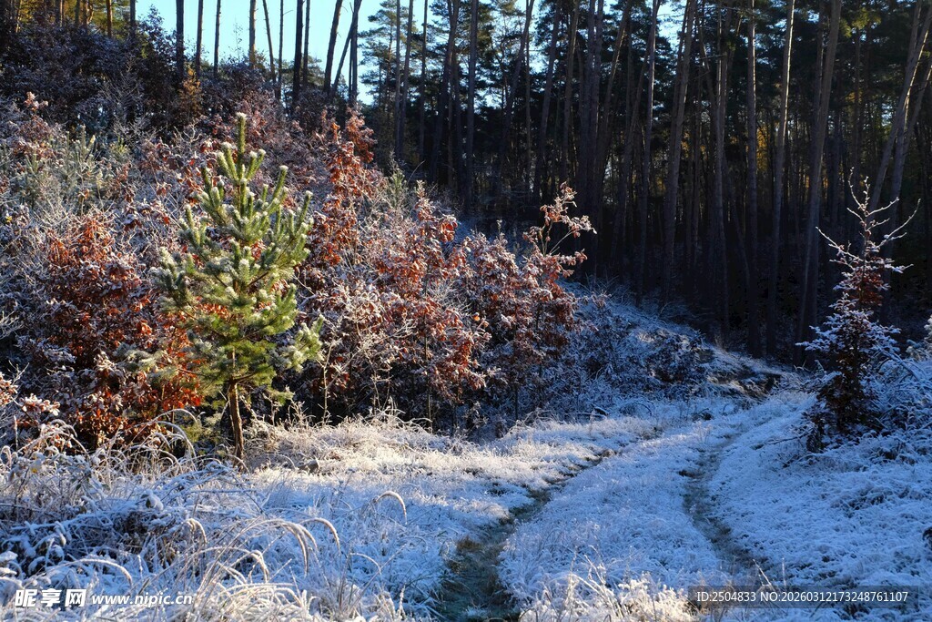 冬日林间覆雪小径