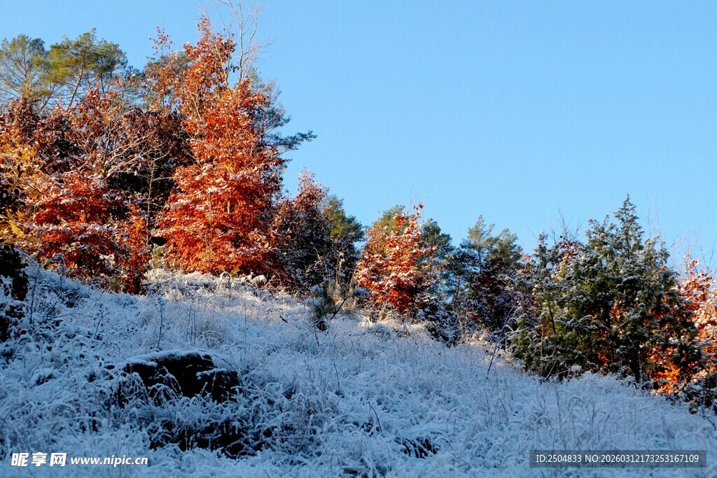雪覆秋林美景