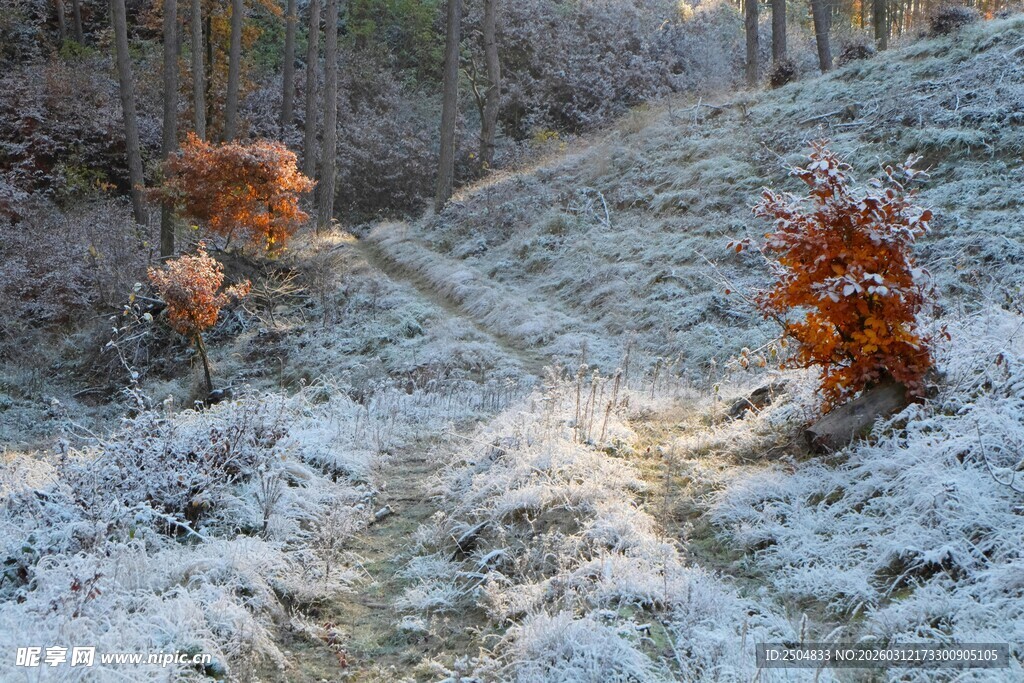 雪覆林间小径秋 添韵