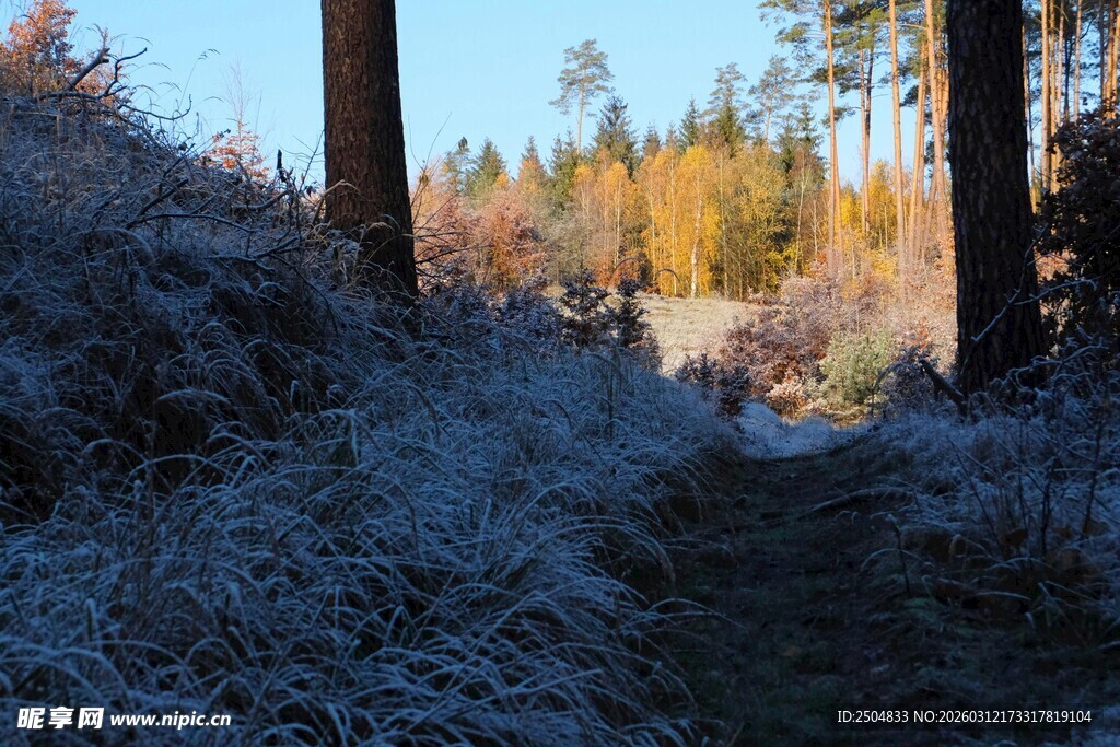 冬日林间覆霜小径