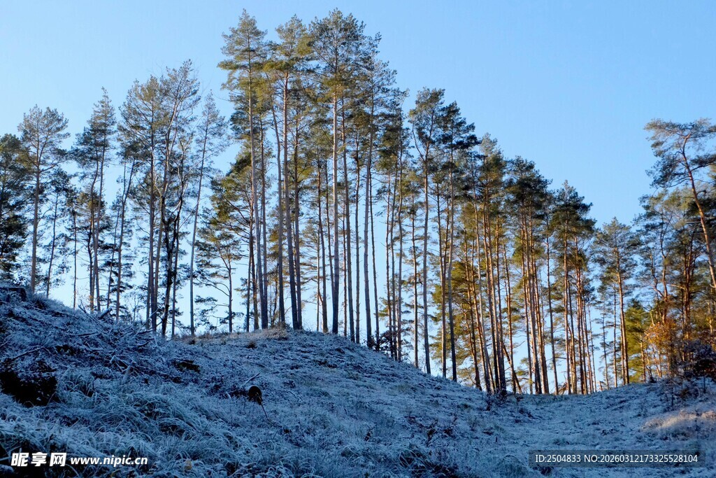 雪覆山林 树木挺拔映蓝天