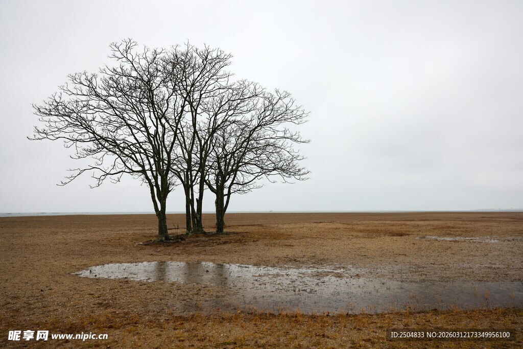 旷野孤树与积水景象