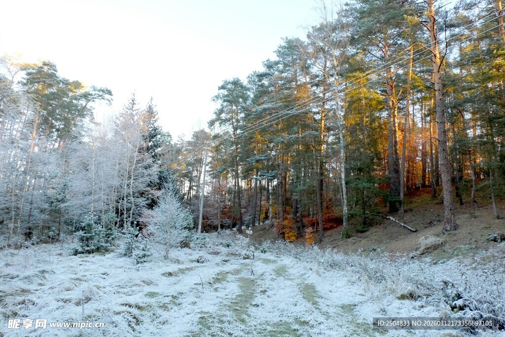 冬日雪覆森林小径美景