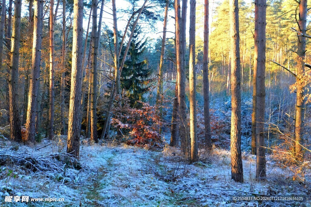 冬日森林晨光雪景图