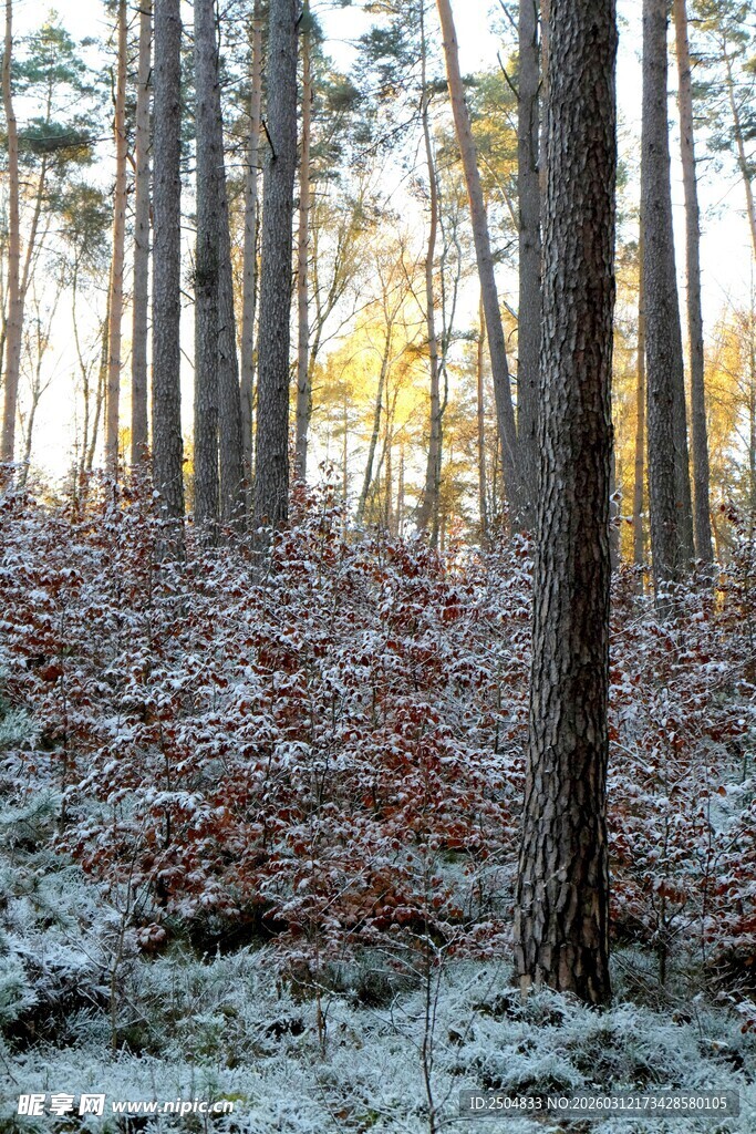 雪覆秋林景