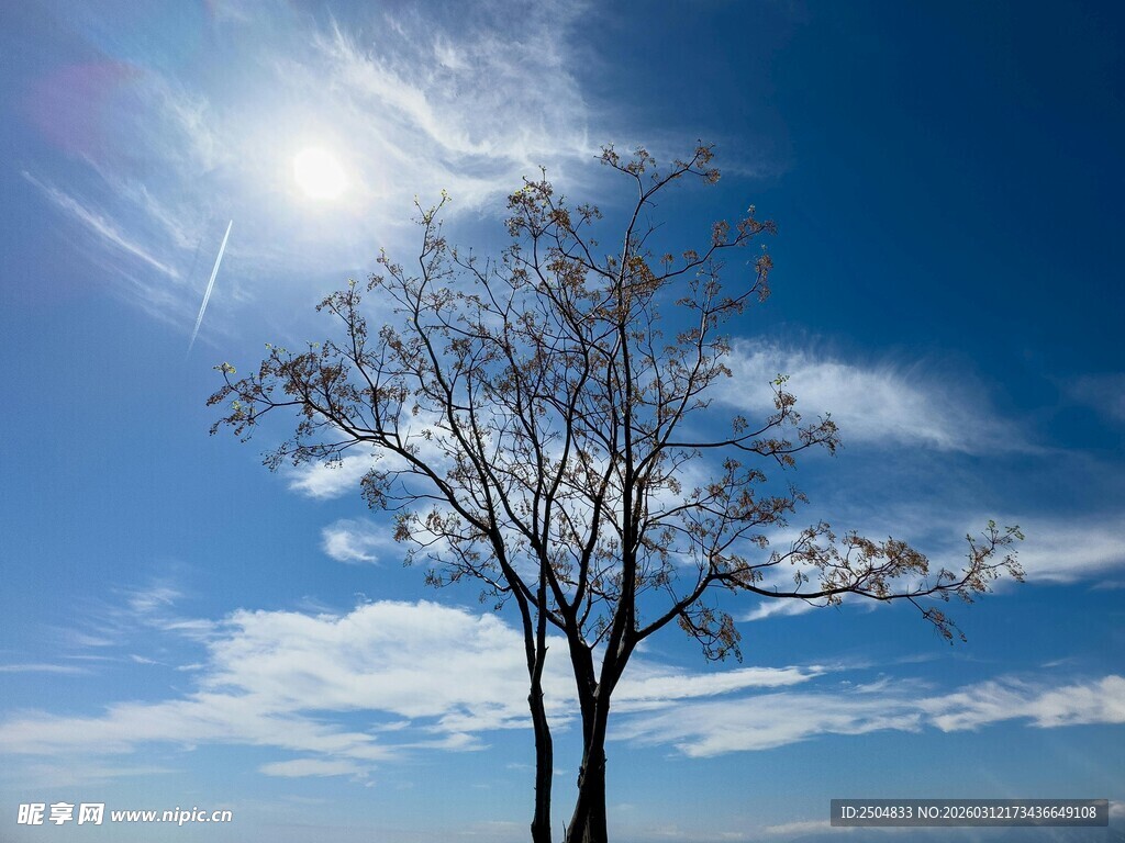 蓝天孤树迎阳光