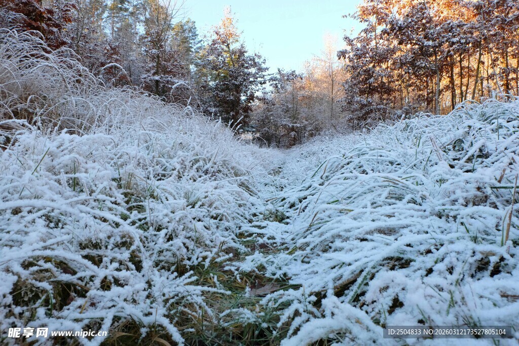 冬日雪覆山林美景