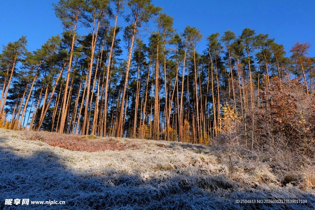 秋日松林 霜覆地面美景