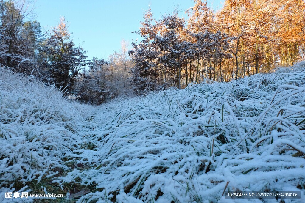 冬日雪覆山林美景