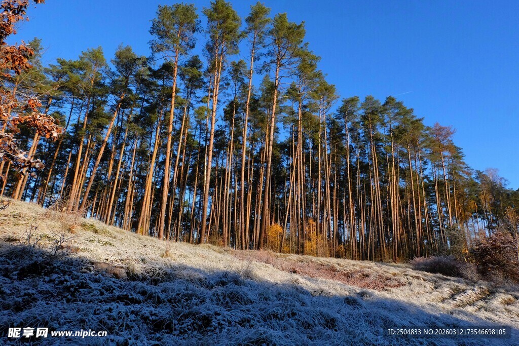 冬日松林雪景风光