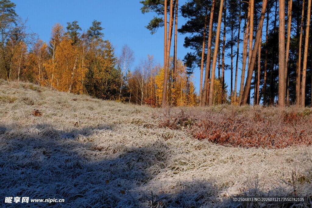 秋日林间空地美景