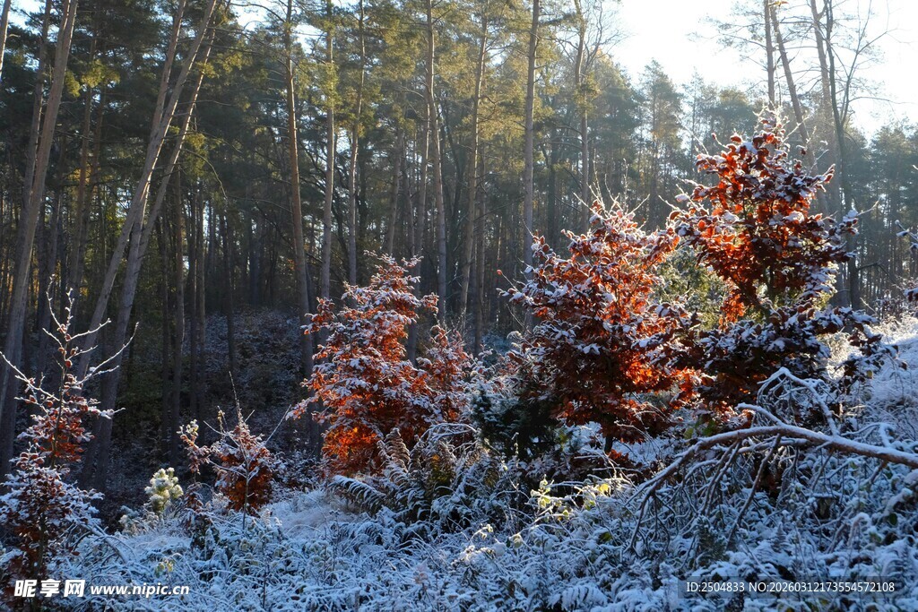 雪覆林间红叶景致