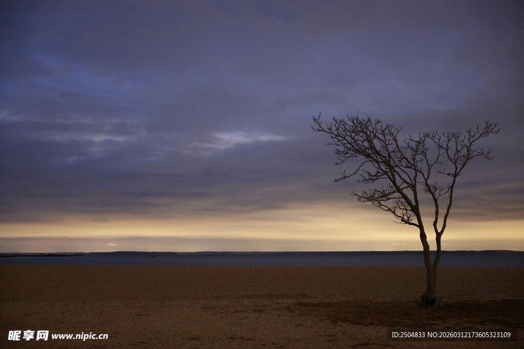 旷野孤树 暮色中的静谧景象